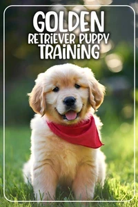 Golden Retriever Puppy Training