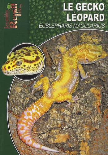 Le gecko léopard. Eublepharis macularius