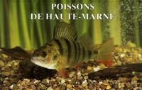 Poissons de Haute-Marne