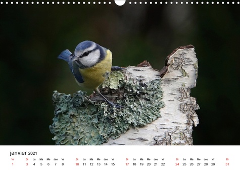 CALVENDO Nature  Oiseaux de nos villages en Gâtinais (Calendrier mural 2021 DIN A3 horizontal). Photographies d'oiseaux que l'on peut voir en France (Calendrier mensuel, 14 Pages )