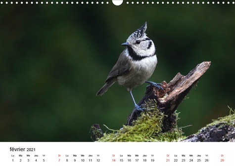 CALVENDO Nature  Oiseaux de nos villages en Gâtinais (Calendrier mural 2021 DIN A3 horizontal). Photographies d'oiseaux que l'on peut voir en France (Calendrier mensuel, 14 Pages )
