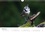 CALVENDO Nature  Oiseaux de nos villages en Gâtinais (Calendrier mural 2021 DIN A4 horizontal). Photographies d'oiseaux que l'on peut voir en France (Calendrier mensuel, 14 Pages )