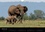 CALVENDO Animaux  Bébés sauvages - Un monde de douceur (Calendrier mural 2020 DIN A4 horizontal). Bébés mamifères dans leur environnement naturel (Calendrier mensuel, 14 Pages )