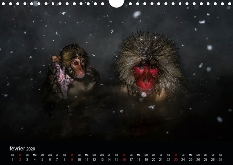 CALVENDO Animaux  JIGOKUDANI voyage au Japon (Calendrier mural 2020 DIN A4 horizontal). Un voyage à travers de magnifiques portraits de macaques japonais (Calendrier mensuel, 14 Pages )