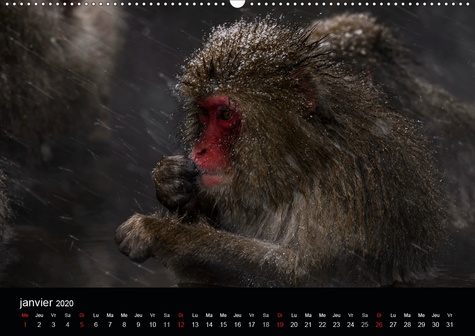 CALVENDO Animaux  JIGOKUDANI voyage au Japon(Premium, hochwertiger DIN A2 Wandkalender 2020, Kunstdruck in Hochglanz). Un voyage à travers de magnifiques portraits de macaques japonais (Calendrier mensuel, 14 Pages )