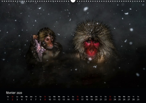 CALVENDO Animaux  JIGOKUDANI voyage au Japon(Premium, hochwertiger DIN A2 Wandkalender 2020, Kunstdruck in Hochglanz). Un voyage à travers de magnifiques portraits de macaques japonais (Calendrier mensuel, 14 Pages )