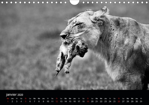 CALVENDO Animaux  Lions du Masai mara (Calendrier mural 2020 DIN A4 horizontal). Photos N&amp;B de lions libres et sauvages (Calendrier mensuel, 14 Pages )