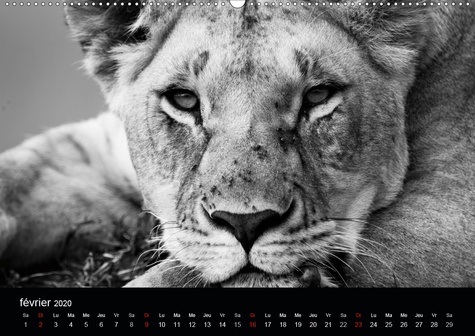 CALVENDO Animaux  Lions du Masai mara(Premium, hochwertiger DIN A2 Wandkalender 2020, Kunstdruck in Hochglanz). Photos N&amp;B de lions libres et sauvages (Calendrier mensuel, 14 Pages )