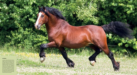 Chevaux. Hommage à la plus belle conquête de l'homme