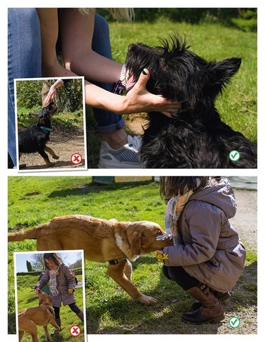 Bien éduquer son chien. Avec les méthodes d'éducation positive