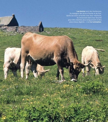 Les animaux de la ferme de Milan jeunesse - Livre - Decitre