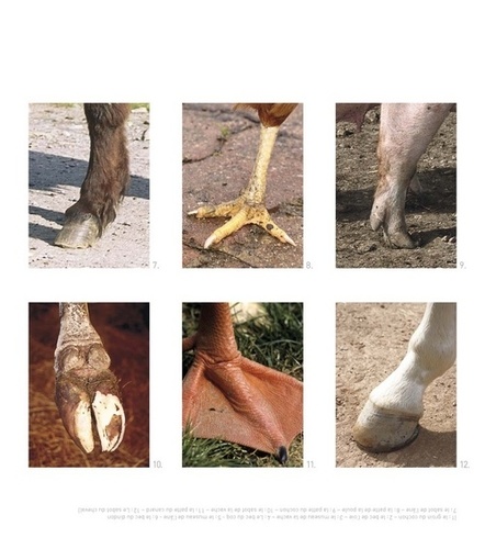 Les animaux de la ferme de Milan jeunesse - Livre - Decitre