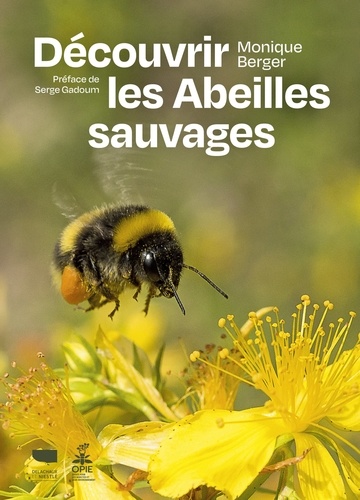 Découvrir les abeilles sauvages