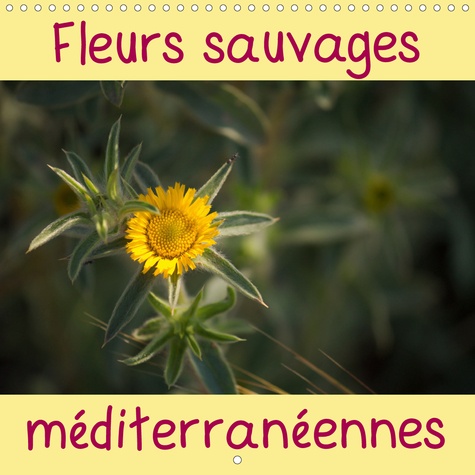 CALVENDO Nature  Fleurs sauvages méditerranéennes (Calendrier mural 2020 300 × 300 mm Square). Un calendrier avec une fleur sauvage pour chaque mois de l'année. (Calendrier mensuel, 14 Pages )