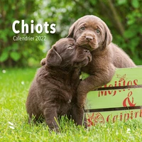 Chiots