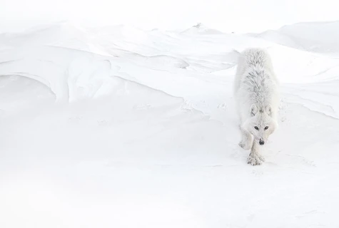 ARCTIQUE Vincent Munier 写真集 【公式通販】