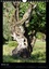 CALVENDO Nature  Oliviers de Provence (Calendrier mural 2020 DIN A4 vertical). Photos de ces majestueux oliviers de Provence (Calendrier mensuel, 14 Pages )