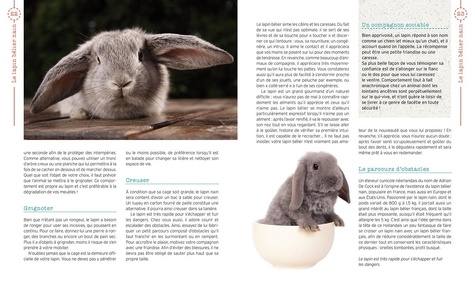 Le lapin bélier nain