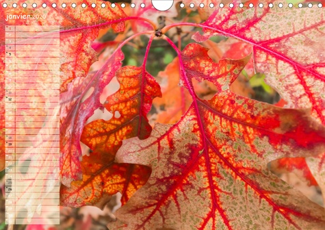CALVENDO Nature  Textures automnales (Calendrier mural 2020 DIN A4 horizontal). De près ou de tres près, que des images d'automne... (Calendrier anniversaire, 14 Pages )