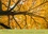 CALVENDO Places  Un automne au Bois(Premium, hochwertiger DIN A2 Wandkalender 2020, Kunstdruck in Hochglanz). Un automne dans le Bois de Boulogne. (Calendrier mensuel, 14 Pages )