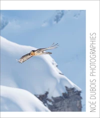 Noé Dubois Photographies