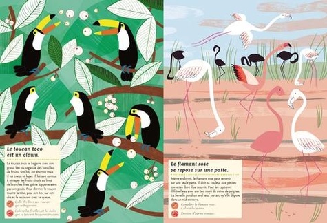 Les oiseaux du monde