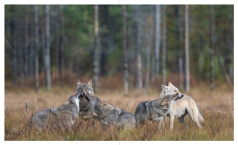 Terre de Loups. Land of Wolves