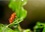 CALVENDO Nature  Minuscule Nature (Calendrier mural 2021 DIN A3 horizontal). Bienvenue dans le monde des insectes de nos jardins (Calendrier mensuel, 14 Pages )