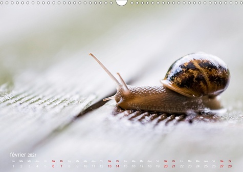 CALVENDO Nature  Minuscule Nature (Calendrier mural 2021 DIN A3 horizontal). Bienvenue dans le monde des insectes de nos jardins (Calendrier mensuel, 14 Pages )