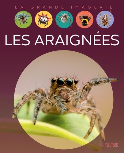 Les araignées / textes, Cathy Franco | Franco, Cathy. Auteur