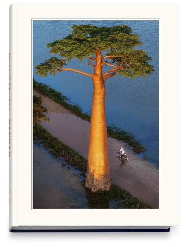 Pascal Maître - Baobab - L'arbre magique.
