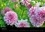 Jardins de Giverny (Calendrier mural 2017 DIN A3 horizontal). Palette de plantes qui composent les jardins de Giverny (Calendrier mensuel, 14 Pages )