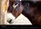 CALVENDO Animaux  DANSE AVEC LES ÂNES (Calendrier mural 2021 DIN A3 horizontal). Les ânes d'Espanès de la région Midi-Pyrénées (Calendrier mensuel, 14 Pages )