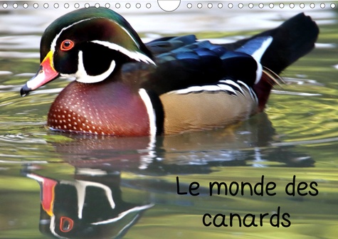 CALVENDO Animaux  Le monde des canards (Calendrier mural 2020 DIN A4 horizontal). A la découverte des canards du monde entier (Calendrier mensuel, 14 Pages )