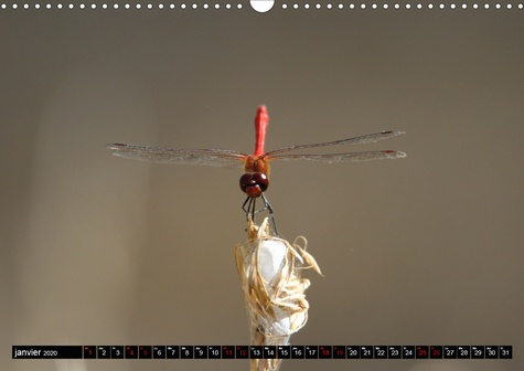 CALVENDO Animaux  Libellules au Pâtis (Calendrier mural 2020 DIN A3 horizontal). Rencontre avec des libellules dans le parc naturel du Pâtis (Calendrier mensuel, 14 Pages )