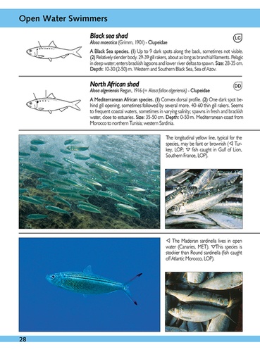 Europe and Mediterranean Marine fish. Identification guide