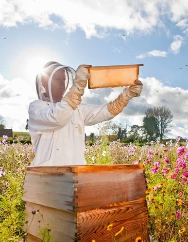 Mon cahier d'apiculteur. Pour suivre mes visites au rucher