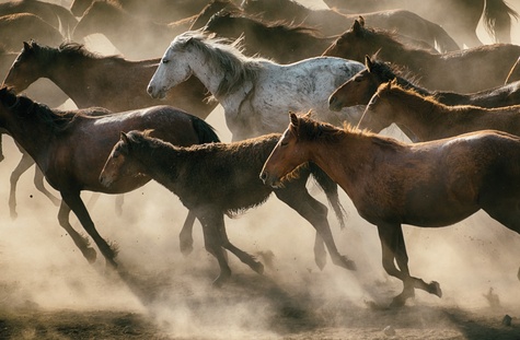 Les Chevaux. Libres et fidèles