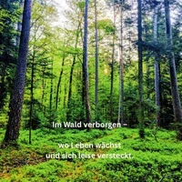 Im Wald verborgen –  wo Leben wächst und sich leise versteckt