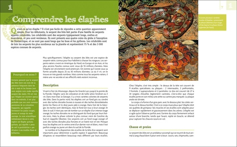 Serpent des blés & autres serpents ratiers