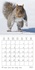 CALVENDO Animaux  ECUREUILS. Acrobates de la Forêt (Calendrier mural 2021 300 × 300 mm Square). Les écureuils du Québec au fil des quatre saisons. (Calendrier mensuel, 14 Pages )