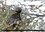 CALVENDO Animaux  GÉLINOTTES ET TÉTRAS (Calendrier mural 2020 DIN A4 horizontal). Rencontre avec les gélinottes et les tétras de la forêt boréale québécoise. (Calendrier mensuel, 14 Pages )