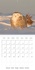CALVENDO Animaux  HARFANG, L'OISEAU DU FROID (Calendrier mural 2021 300 × 300 mm Square). 13 portraits du harfang des neiges qui est l'oiseau emblême du Québec (Calendrier mensuel, 14 Pages )