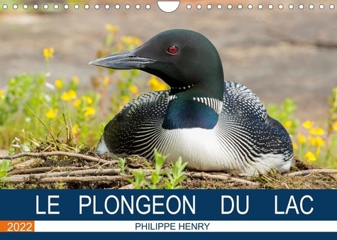 Philippe Henry - CALVENDO Animaux  : LE PLONGEON DU LAC (Calendrier mural 2022 DIN A4 horizontal) - 13 photos de plongeon huard, l'oiseau le plus aimé des Canadiens (Calendrier mensuel, 14 Pages ).