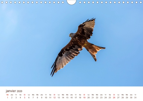 CALVENDO Nature  En vol et liberté (Calendrier mural 2020 DIN A4 horizontal). Oiseaux en liberté (Calendrier mensuel, 14 Pages )