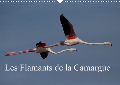 CALVENDO Nature  Les Flamants de la Camargue (Calendrier mural 2020 DIN A3 horizontal). Scènes de la vie d'une espèce fascinante. (Calendrier mensuel, 14 Pages )