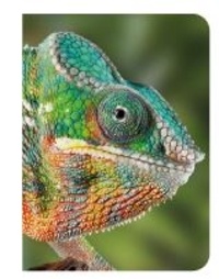 Lien de téléchargement gratuit du livre électronique Caméléon PDB DJVU par Piccolia en francais 9782753076594