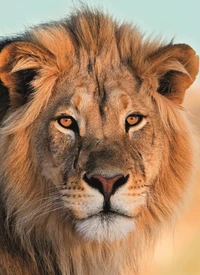 Carnet Lion