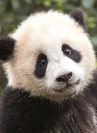 Carnet Panda