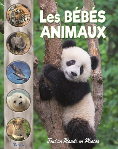 Les bébés animaux de Piccolia - Album - Livre - Decitre